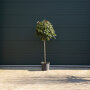 Glansmispel op stam 10 - 12 cm - circa 100 cm stamhoogte